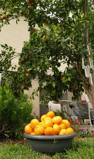 2 clementine Orri.jpg